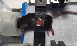 mouse-surg-img2